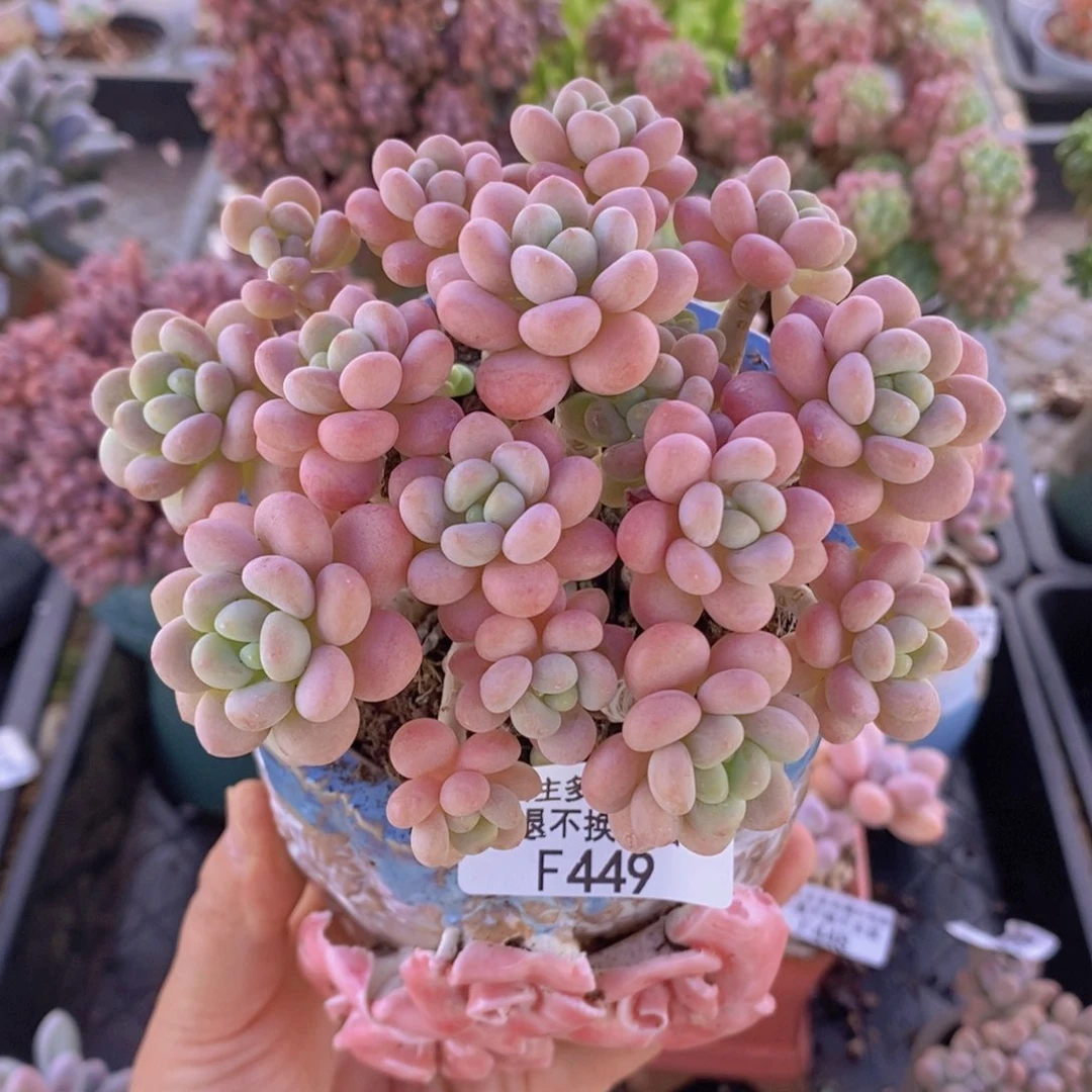 洛可可11cm449多肉植物