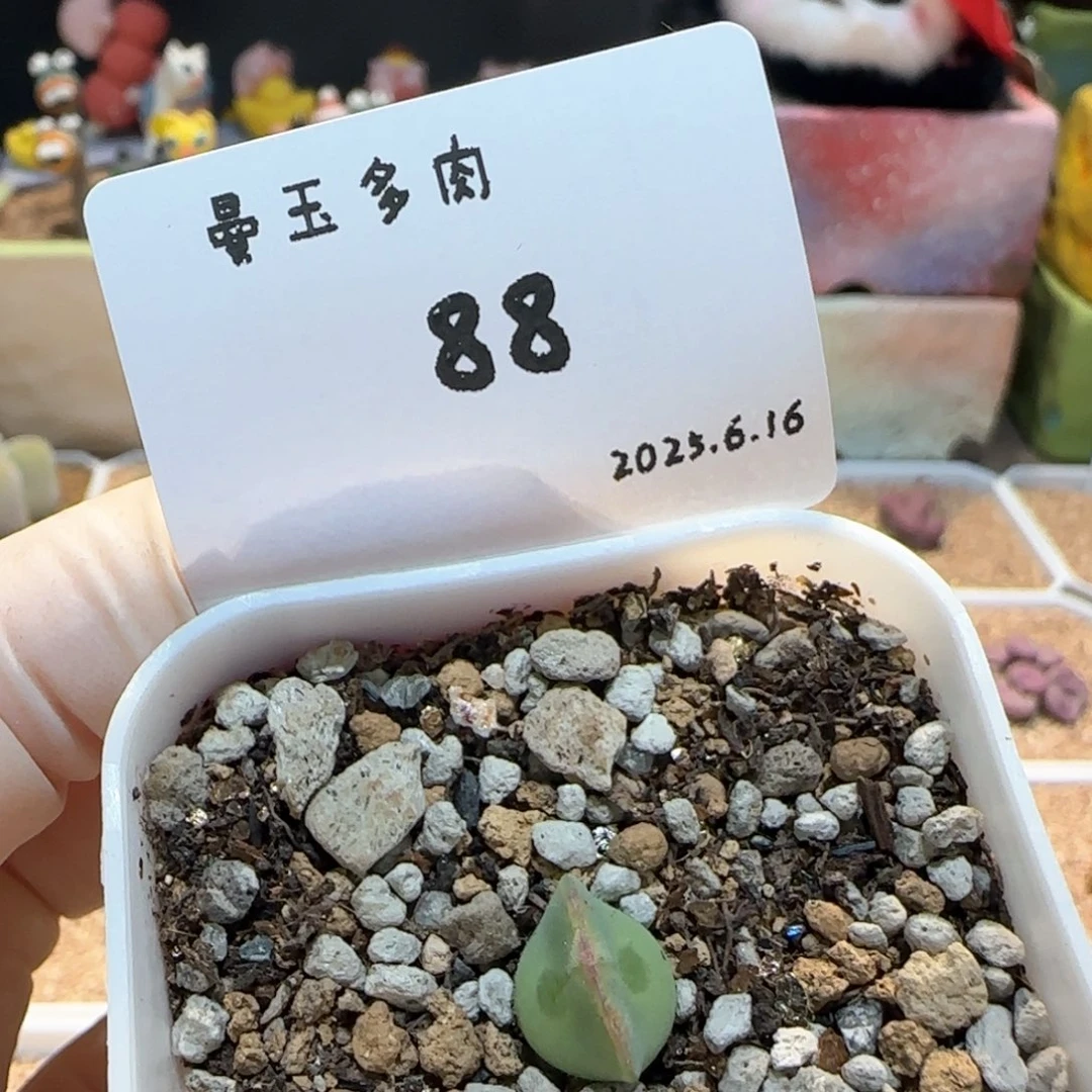 多肉多肉多肉6.16-088韩国短耳空蝉