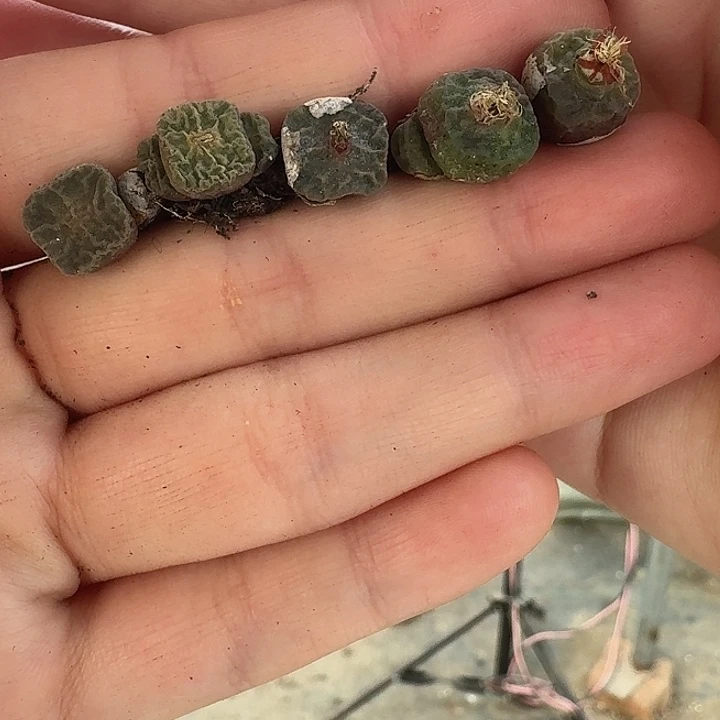 老马生石花方烧3107