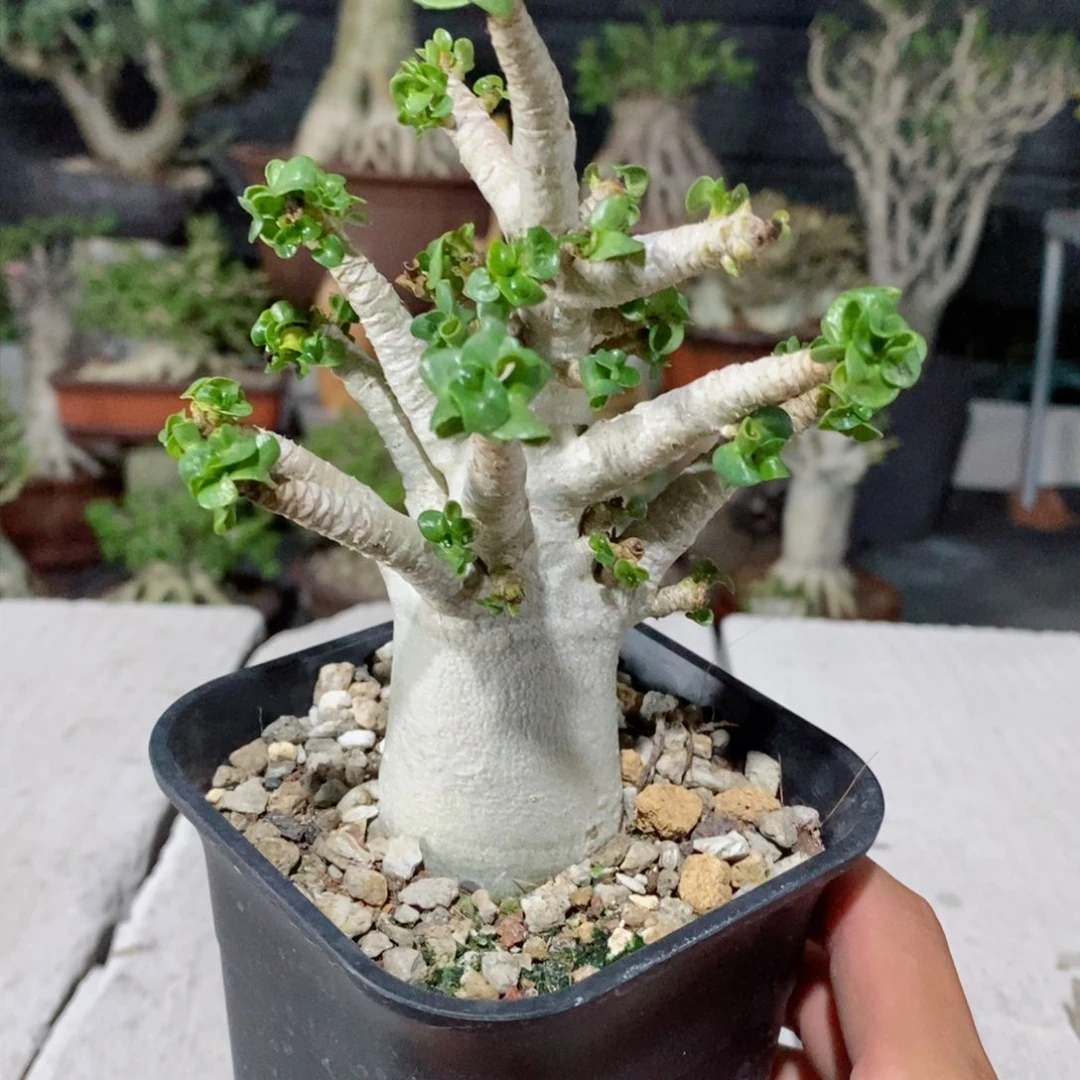 【闪购商品】卡汗羊角