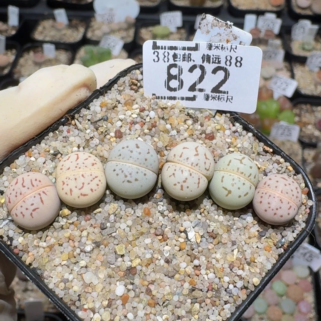 Zzzzz精品生石花822彩大白