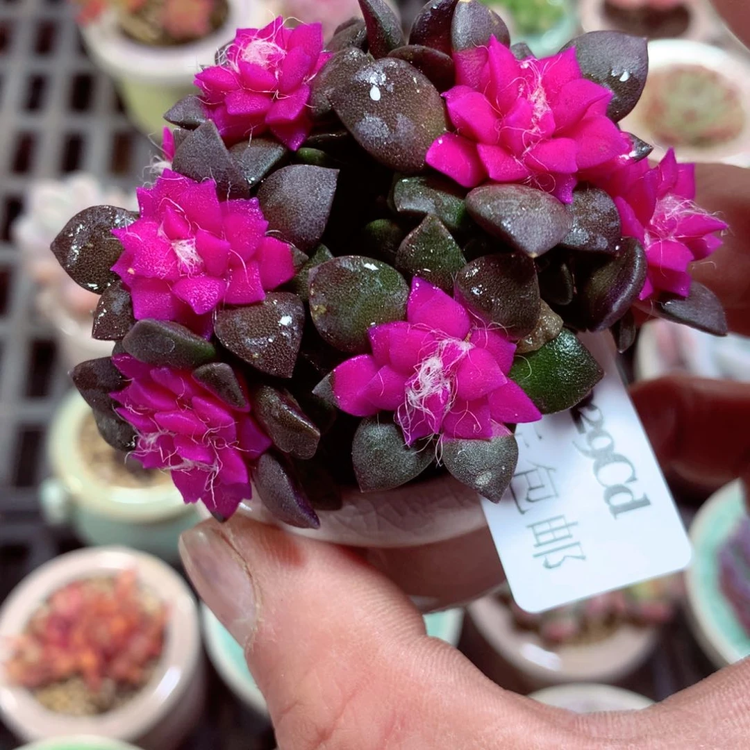 5厘米盆精控多肉4929