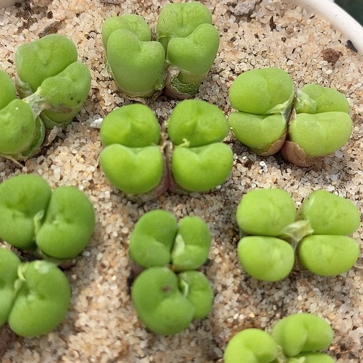 11517四头空卡佛一颗