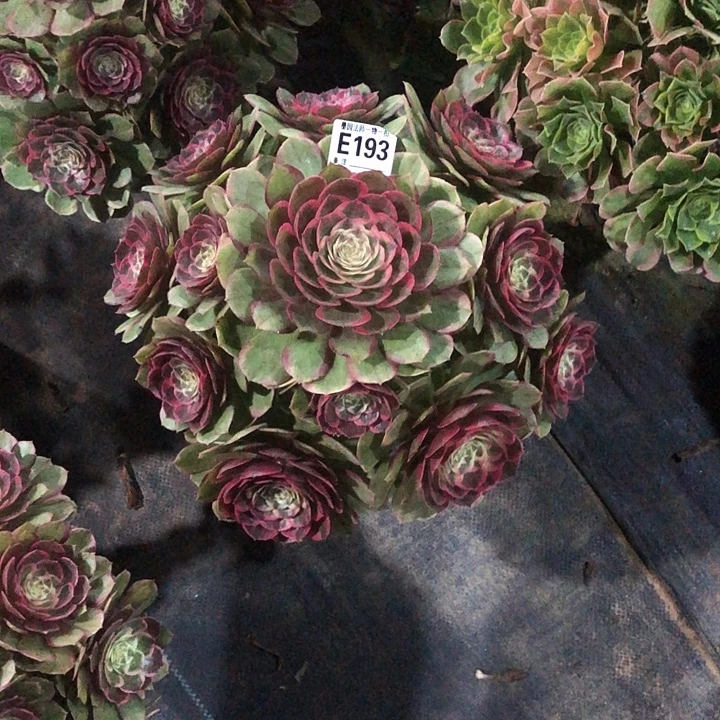 粉花妖多肉19300000000