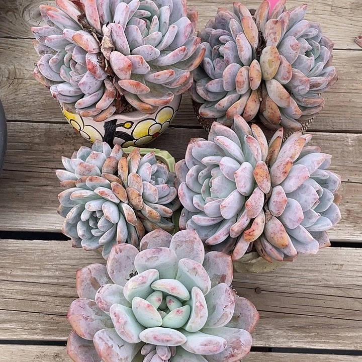 石榴子星影群生多肉915