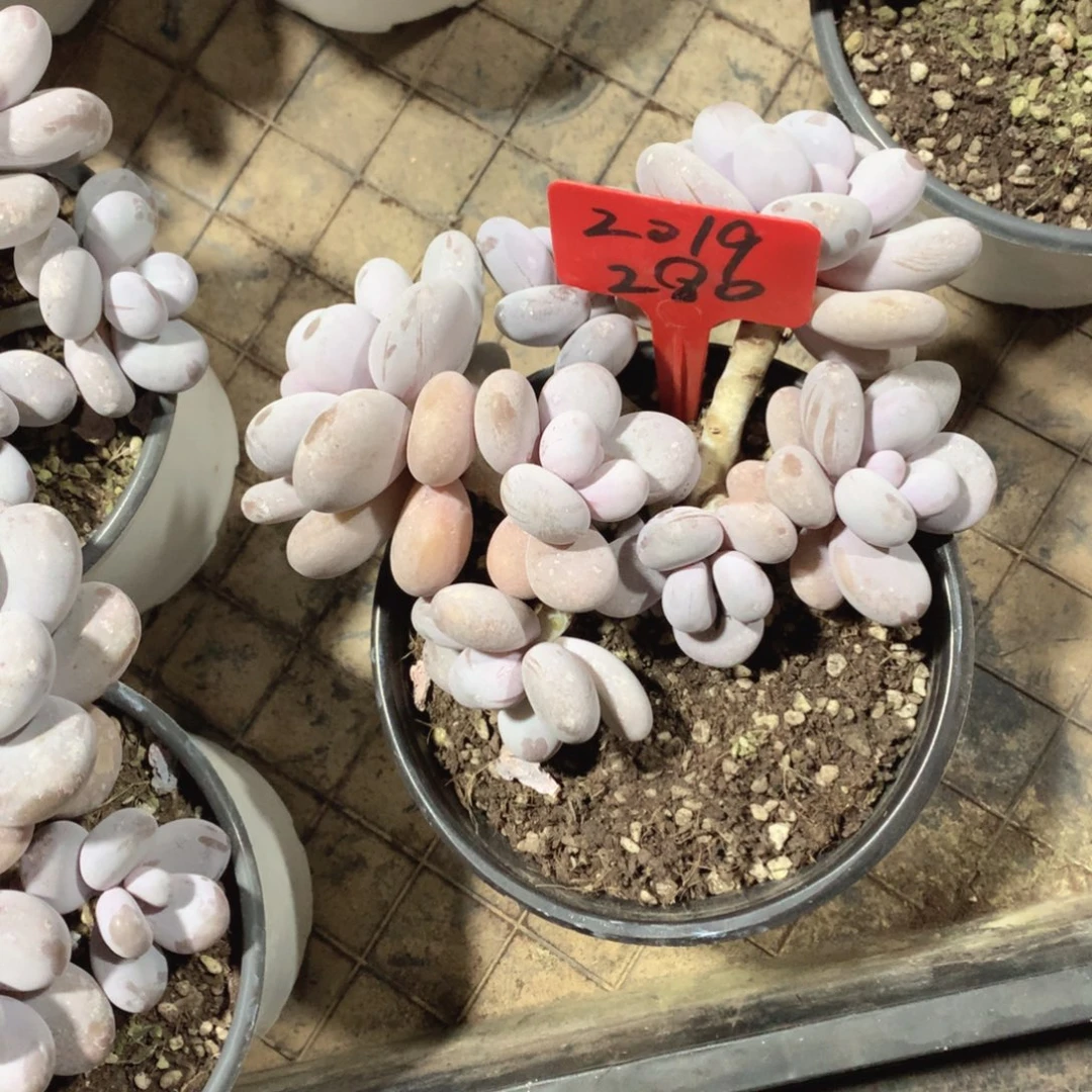 多肉植物280号奶酪18