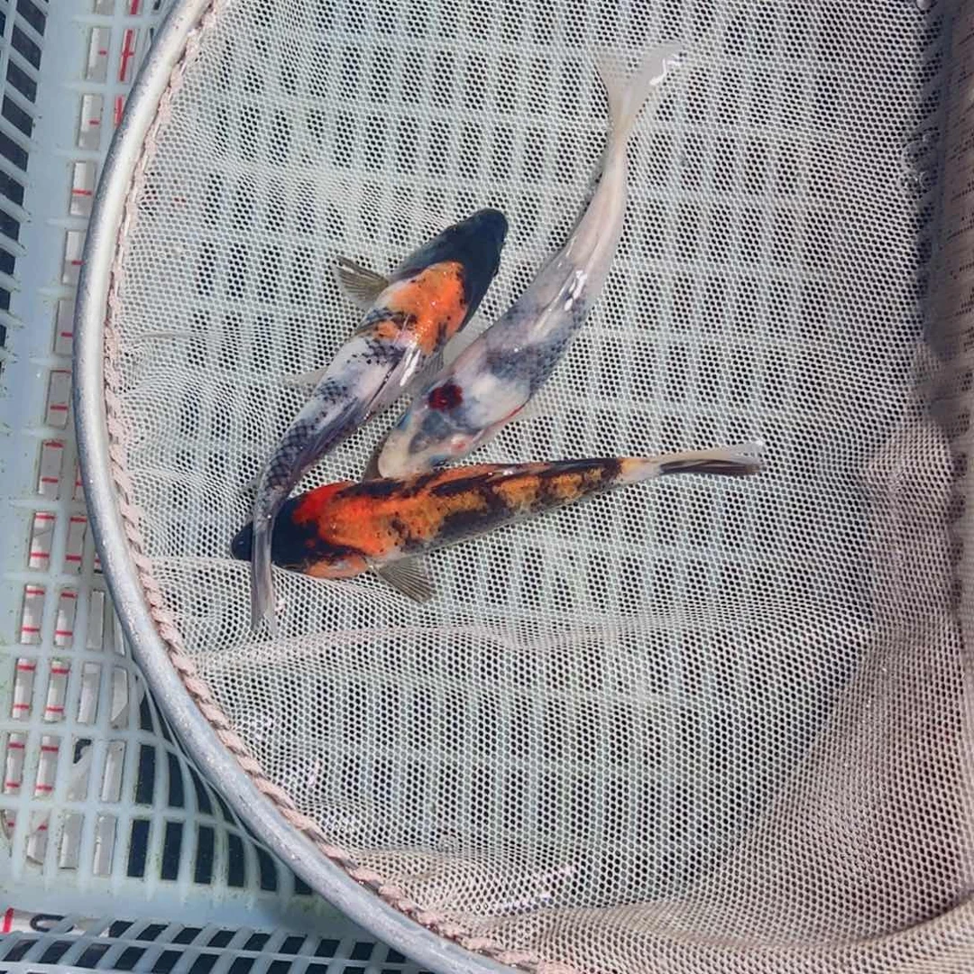 锦鲤锦鲤观赏鱼1111