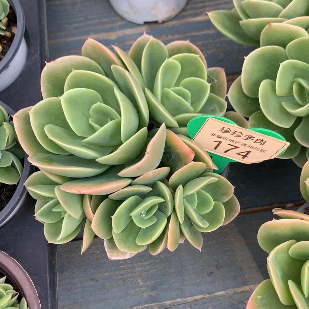 姚***丹辛娜塔无砍平头174