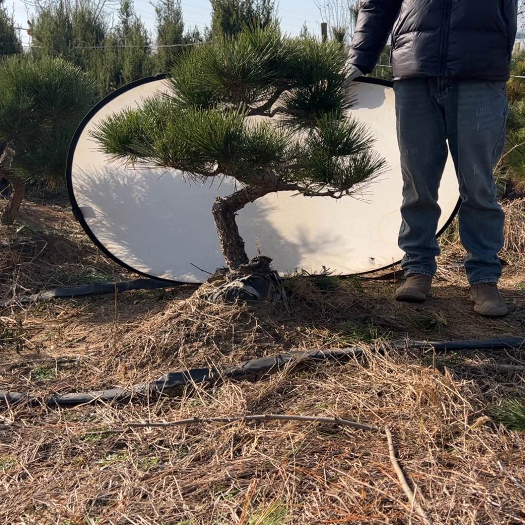 无花朵黑松一物一拍