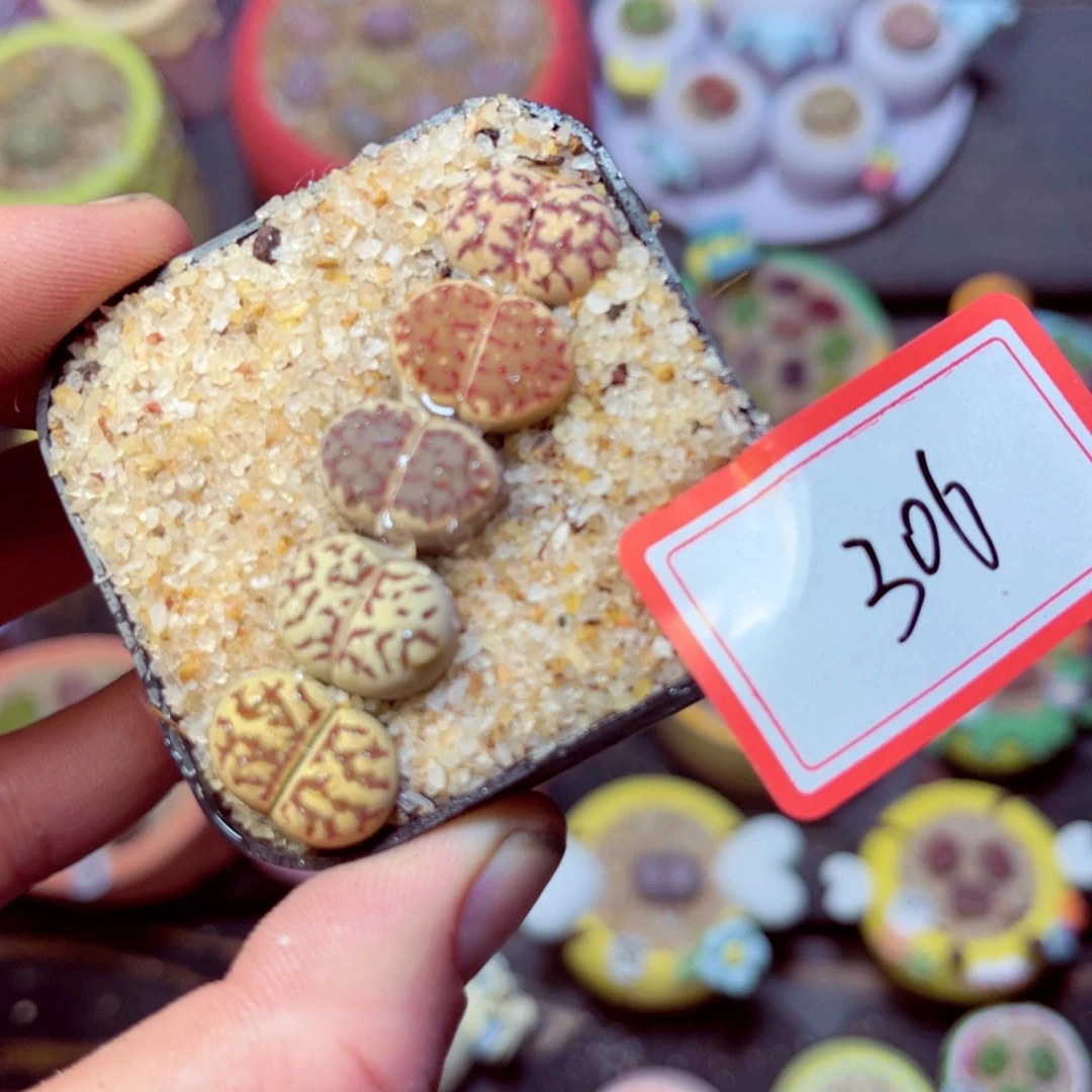 306生石花带盆发111