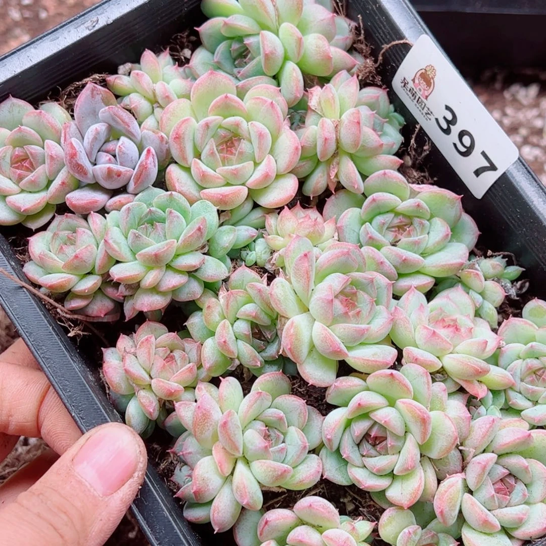 *****多肉植物多肉植物