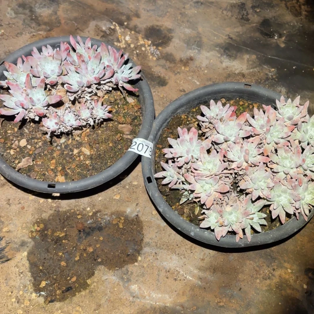 2颗白姆仙女杯多肉福利下次