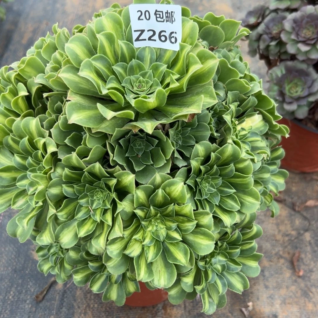 266翡翠琉璃，满20包邮嘟叮熊