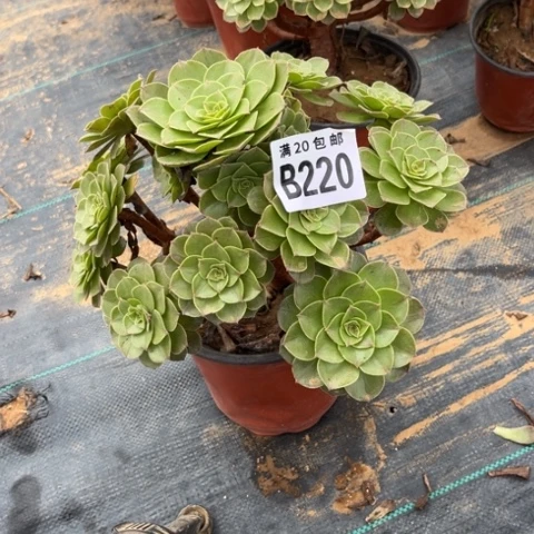 220万圣节不包断枝