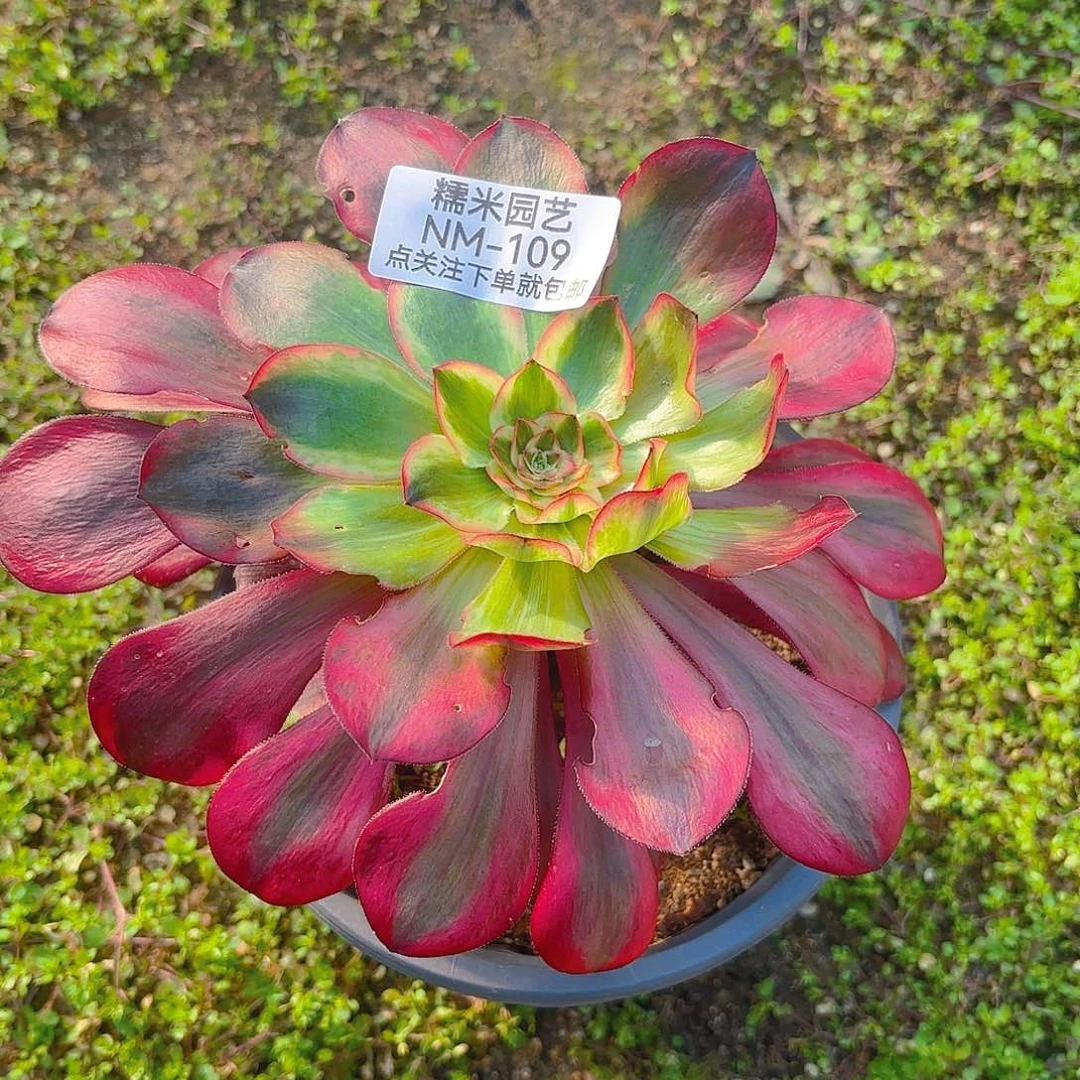 无毒白多肉植物109