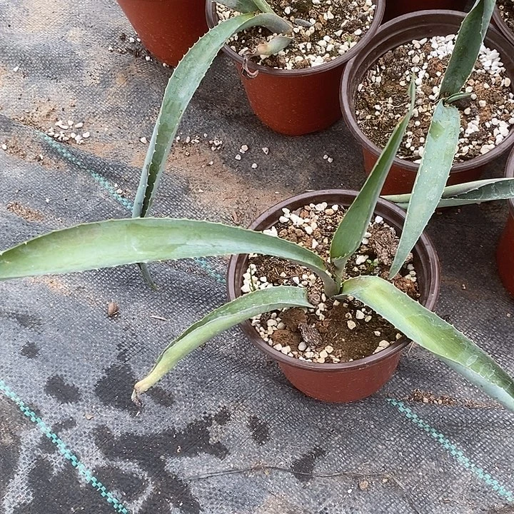 完美主义者勿拍银边原始种