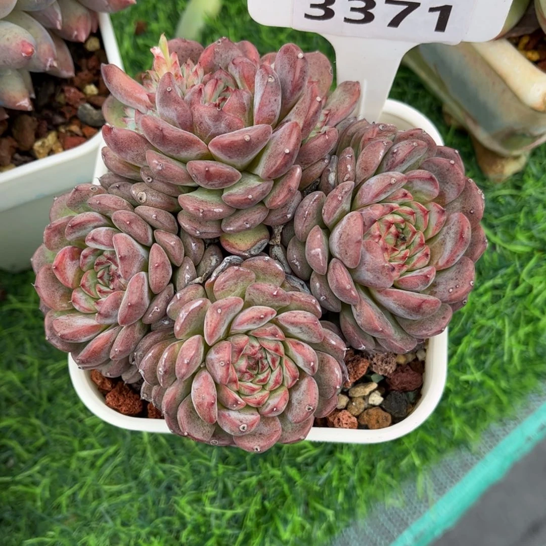 m***i多肉植物3371 一定要拍个冷链哦