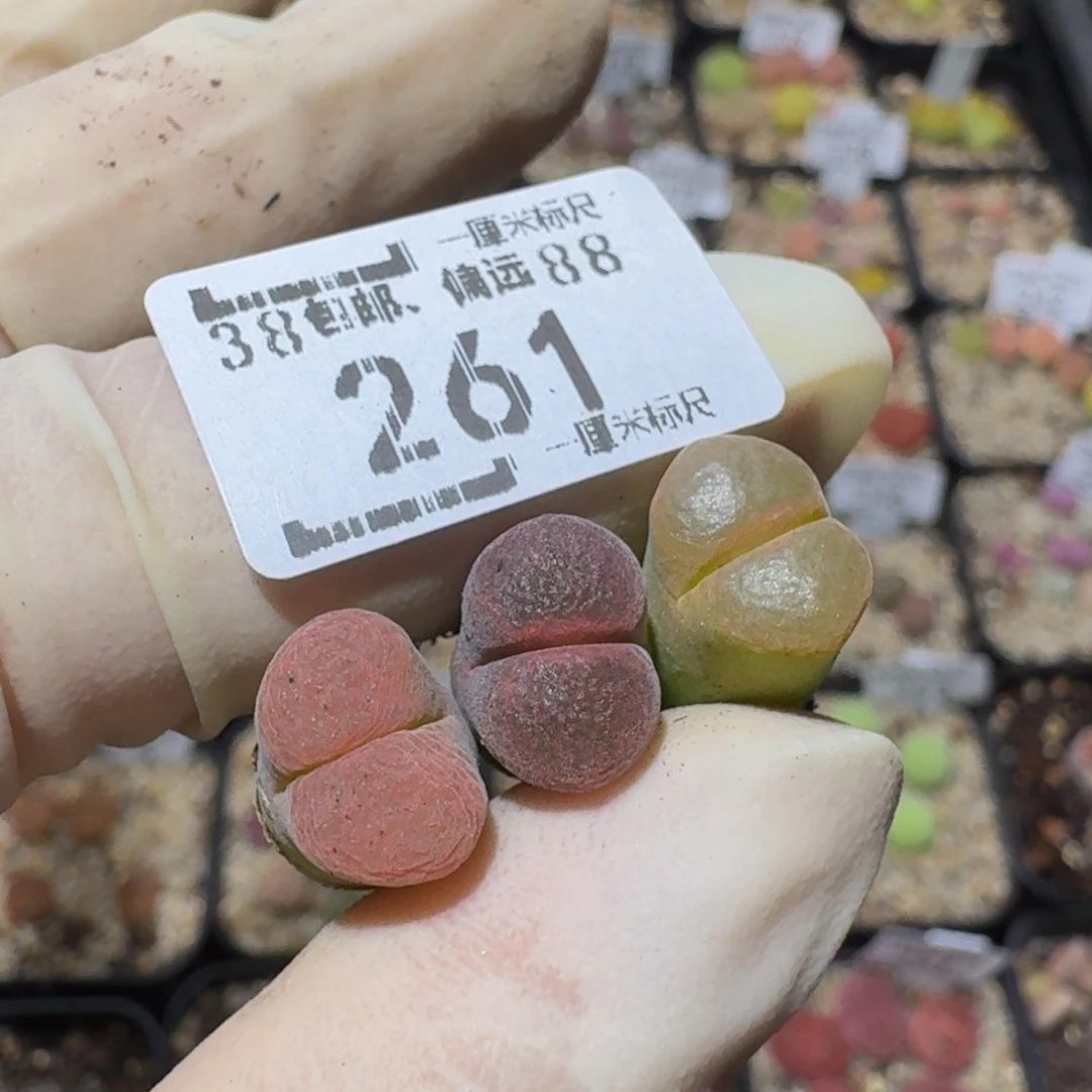j***azzzz精品生石花261