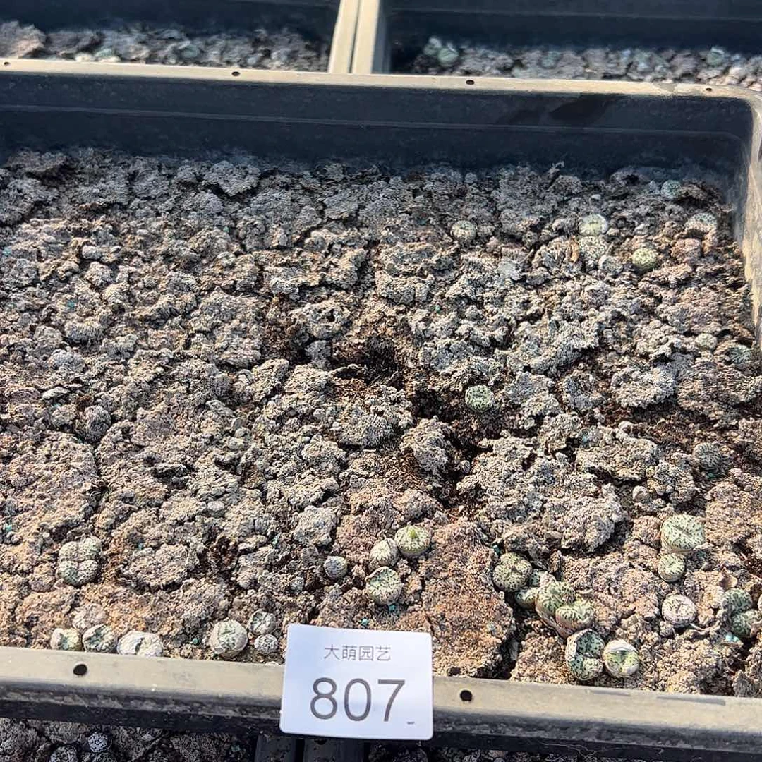 清框脱土发无售后默认有疤。 807