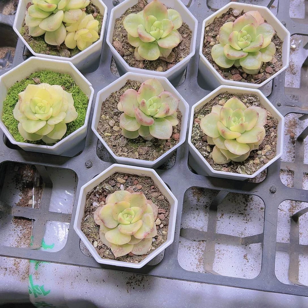 拉牡丹锦19包邮多肉