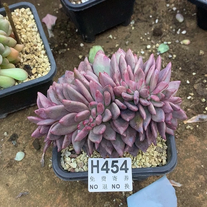 桃花源缀化 默认有侧切 非偏远38包邮 节后发