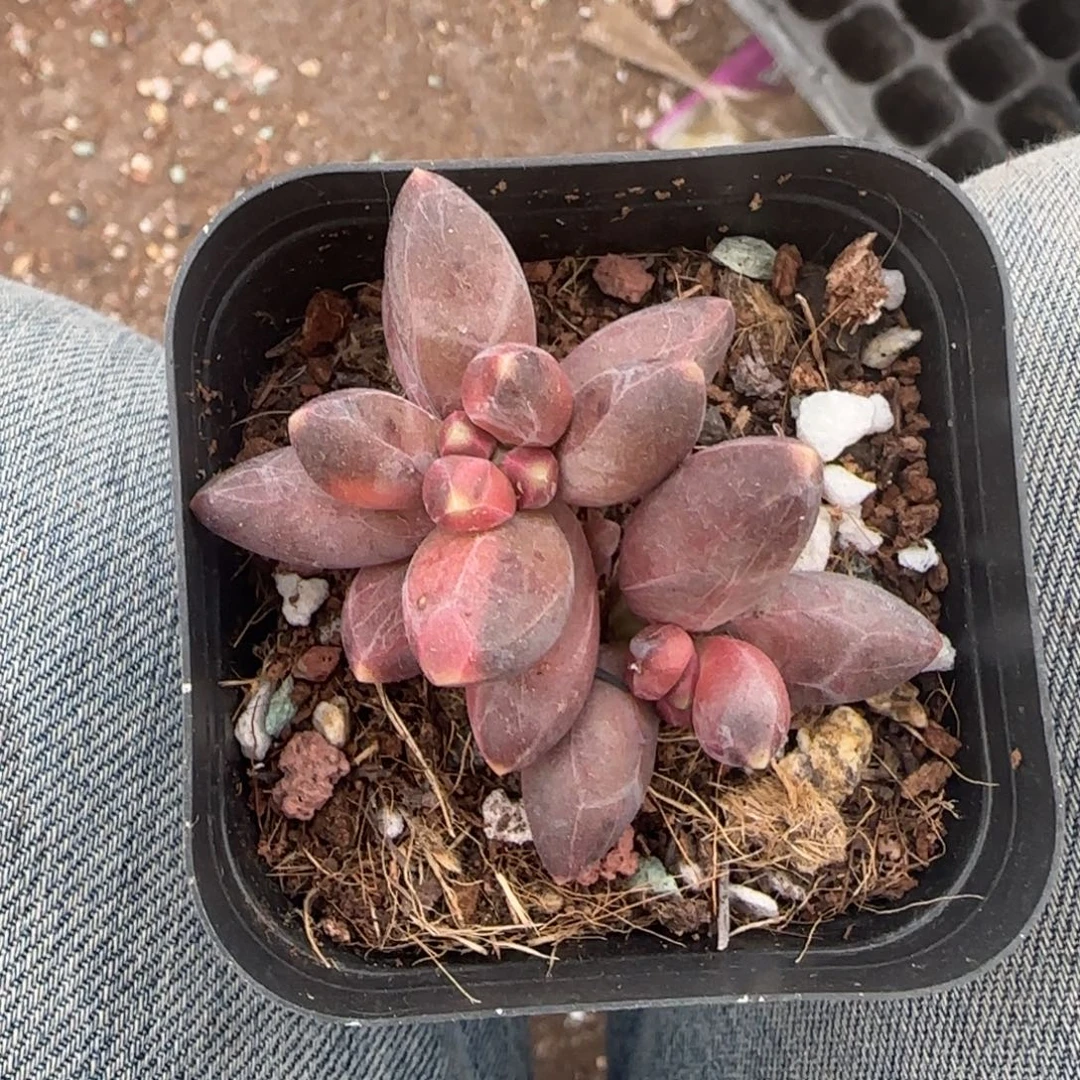 多肉小卡拉米糖心一物一拍