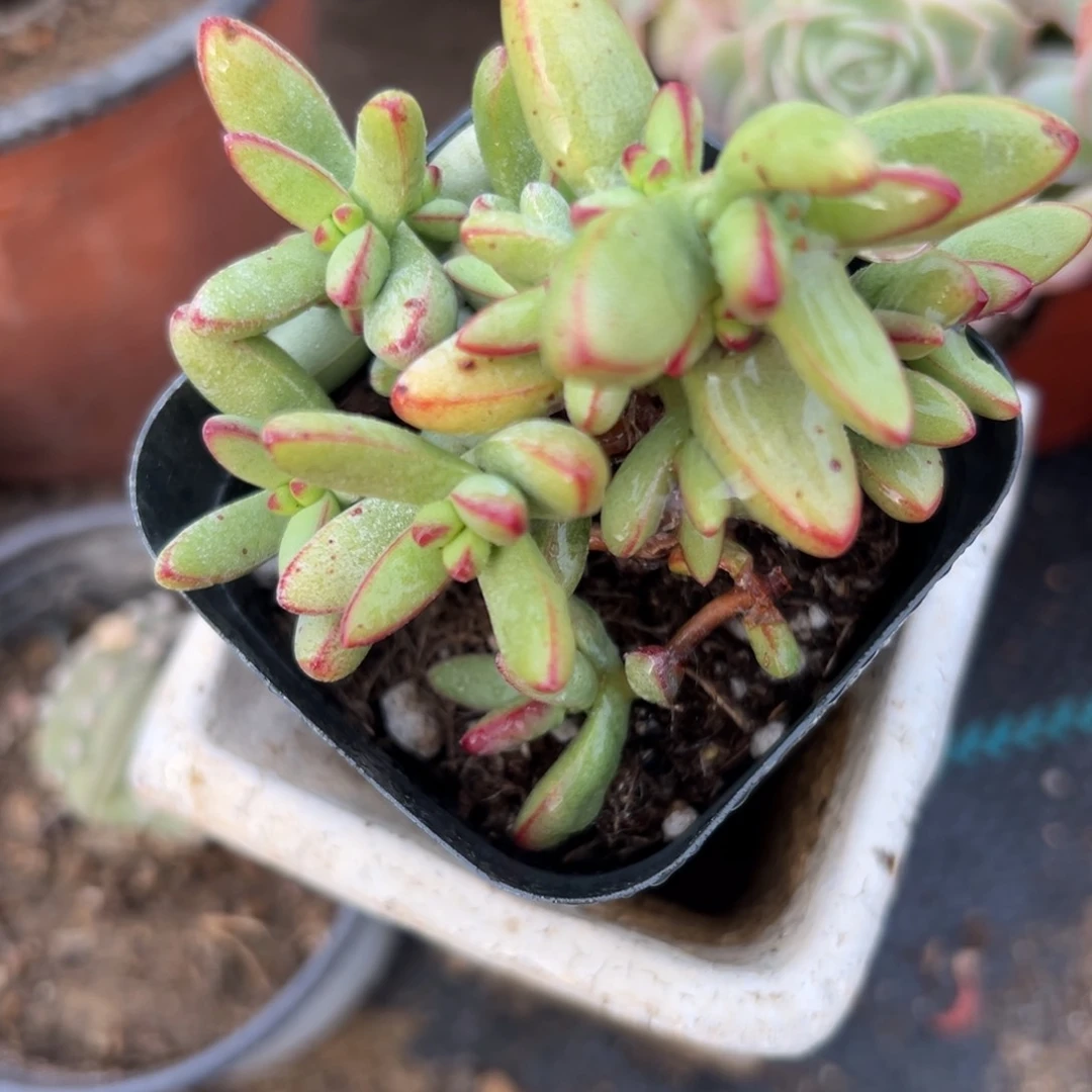 多肉植物多肉植物