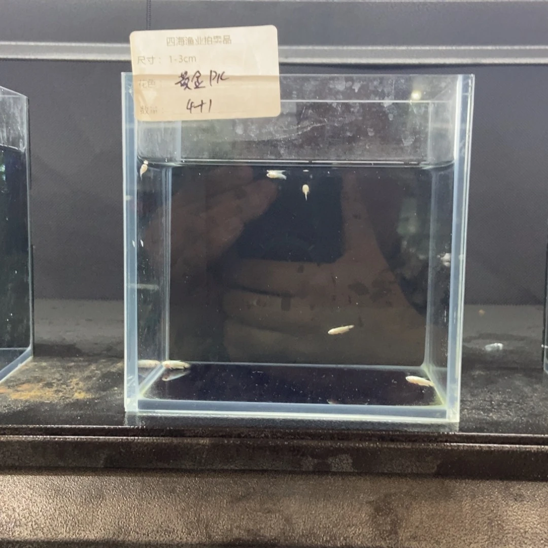 斗鱼包活不包损所见即所得157