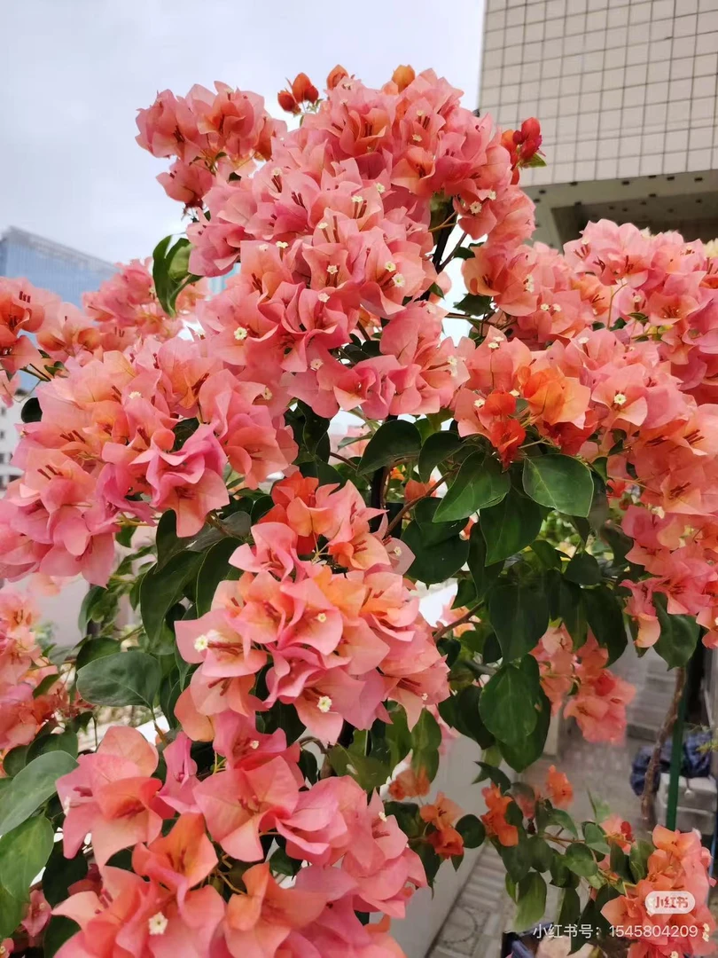 三角梅花卉四季勤花丰花不易掉花（一物一拍）