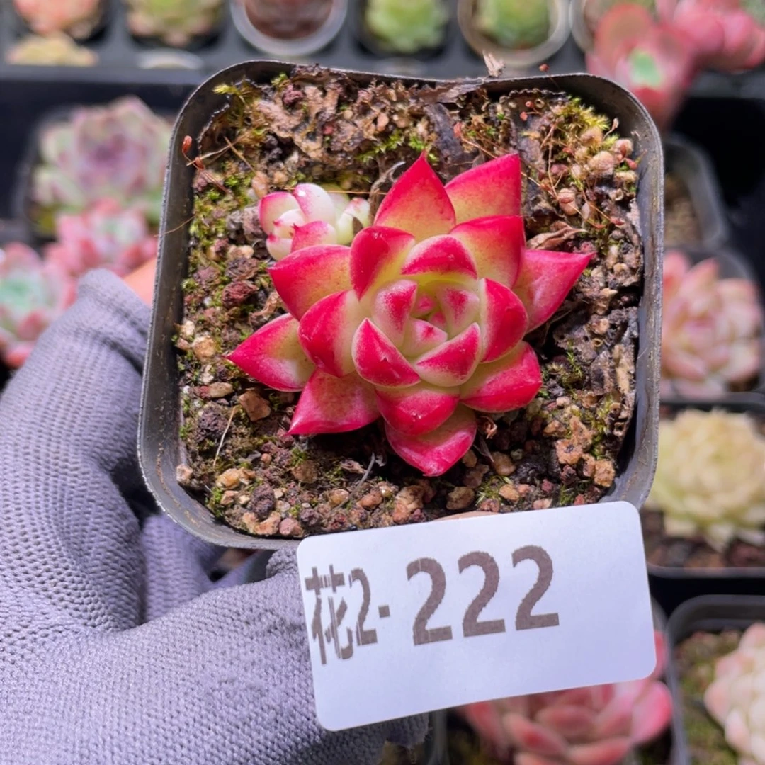 花利美 2-222梦幻女王