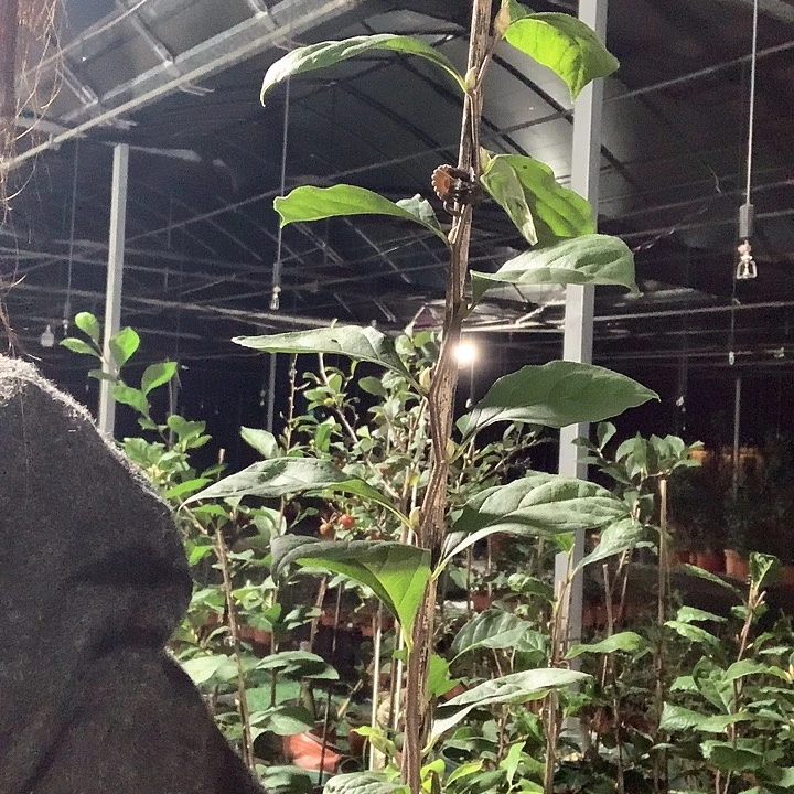 完全开放红塔29.9