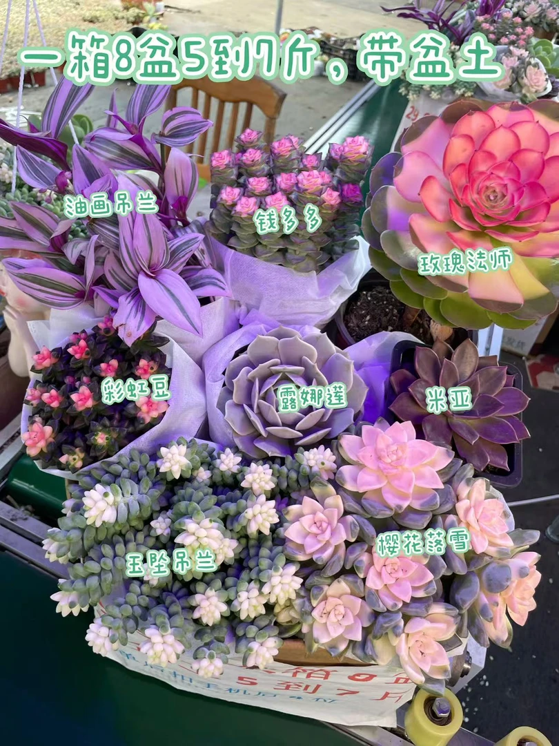 多肉5到7斤 一大箱8大盆 带养殖盆土栽好种好多肉植物绿植吸甲醛