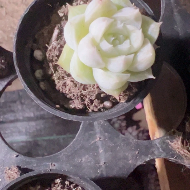 甜心麦秆精品多肉植物