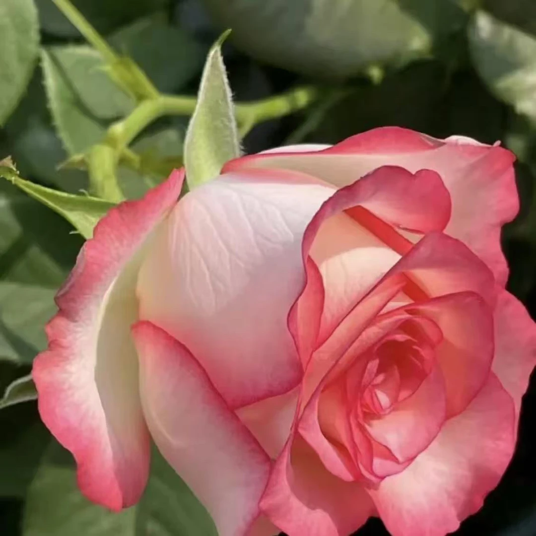 【爱莎】1加仑盆多棵扦插月季花花卉绿植盆栽花卉直播四季开放