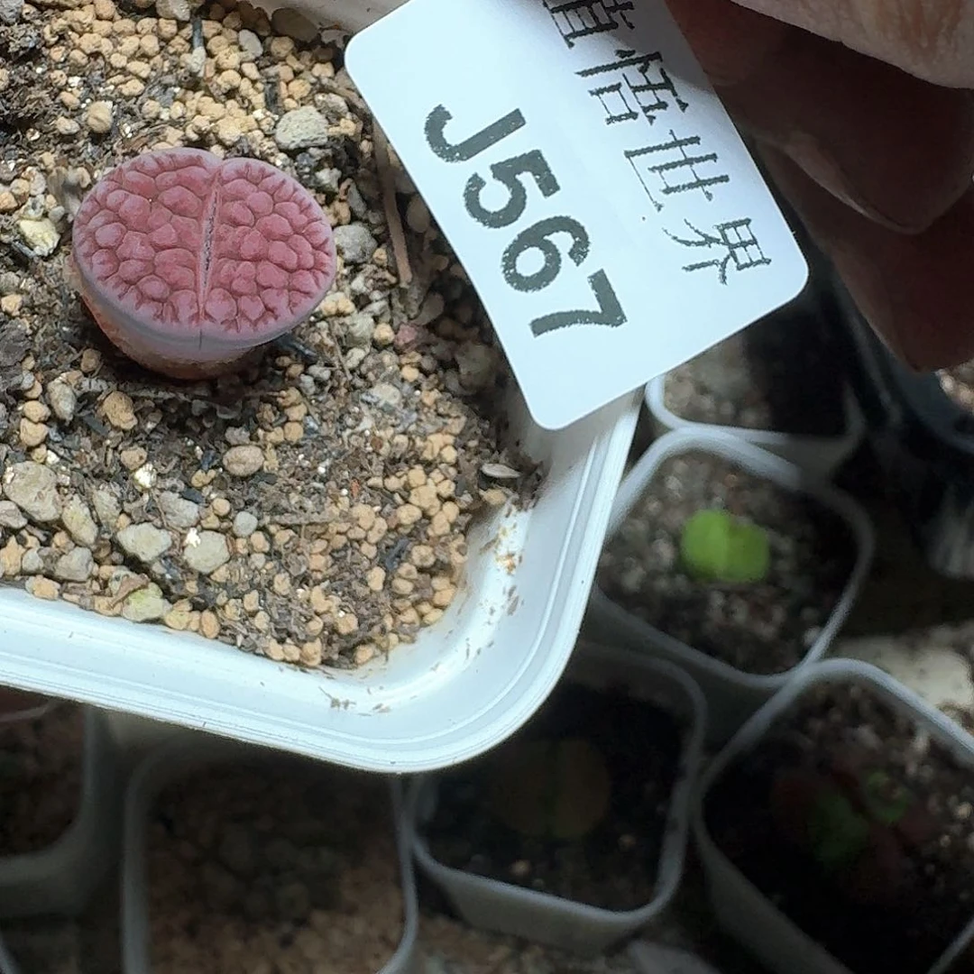 567号多肉植物哇c f