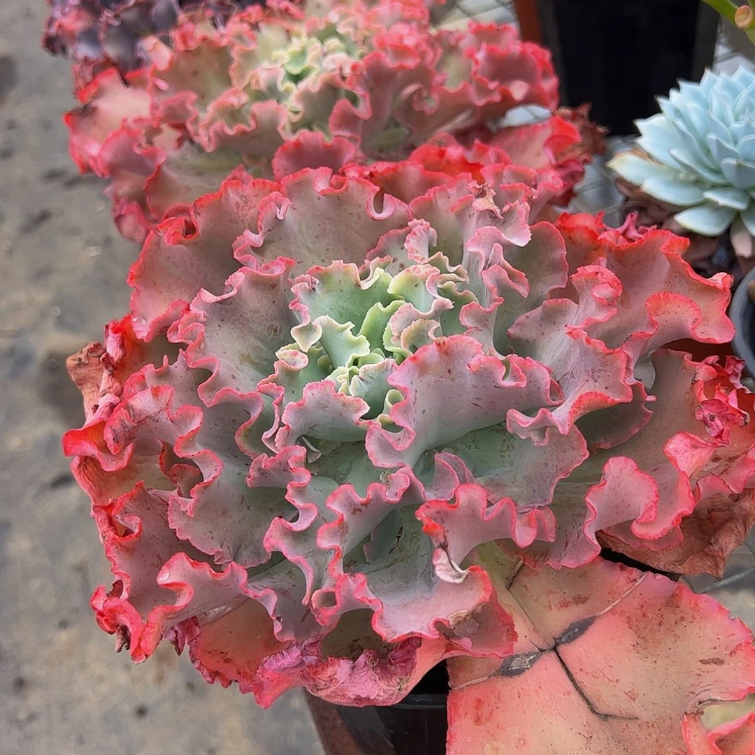 高沙之翁大单头特大