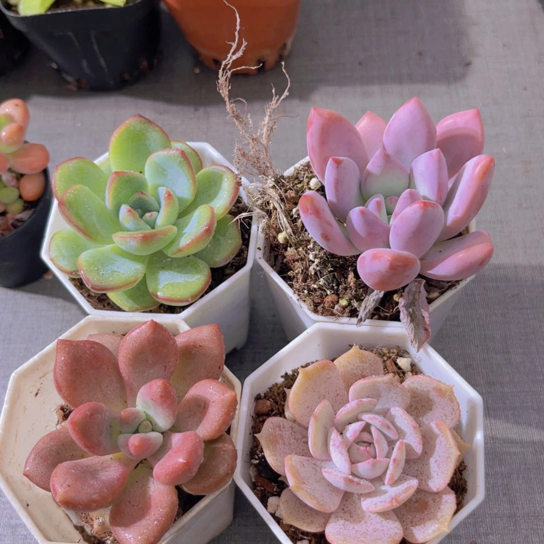 奥普。 露娜莲。桃花源。泡芙