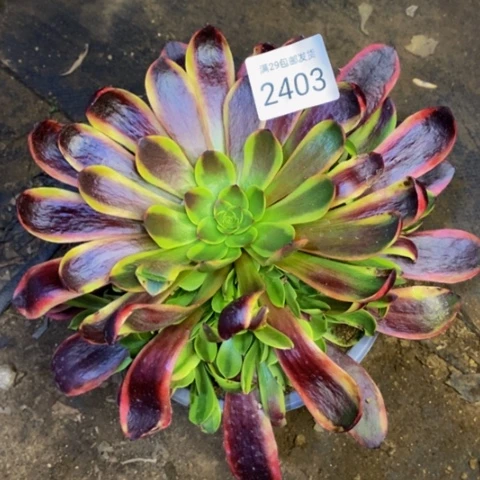 欧嘉莉多肉植物2403