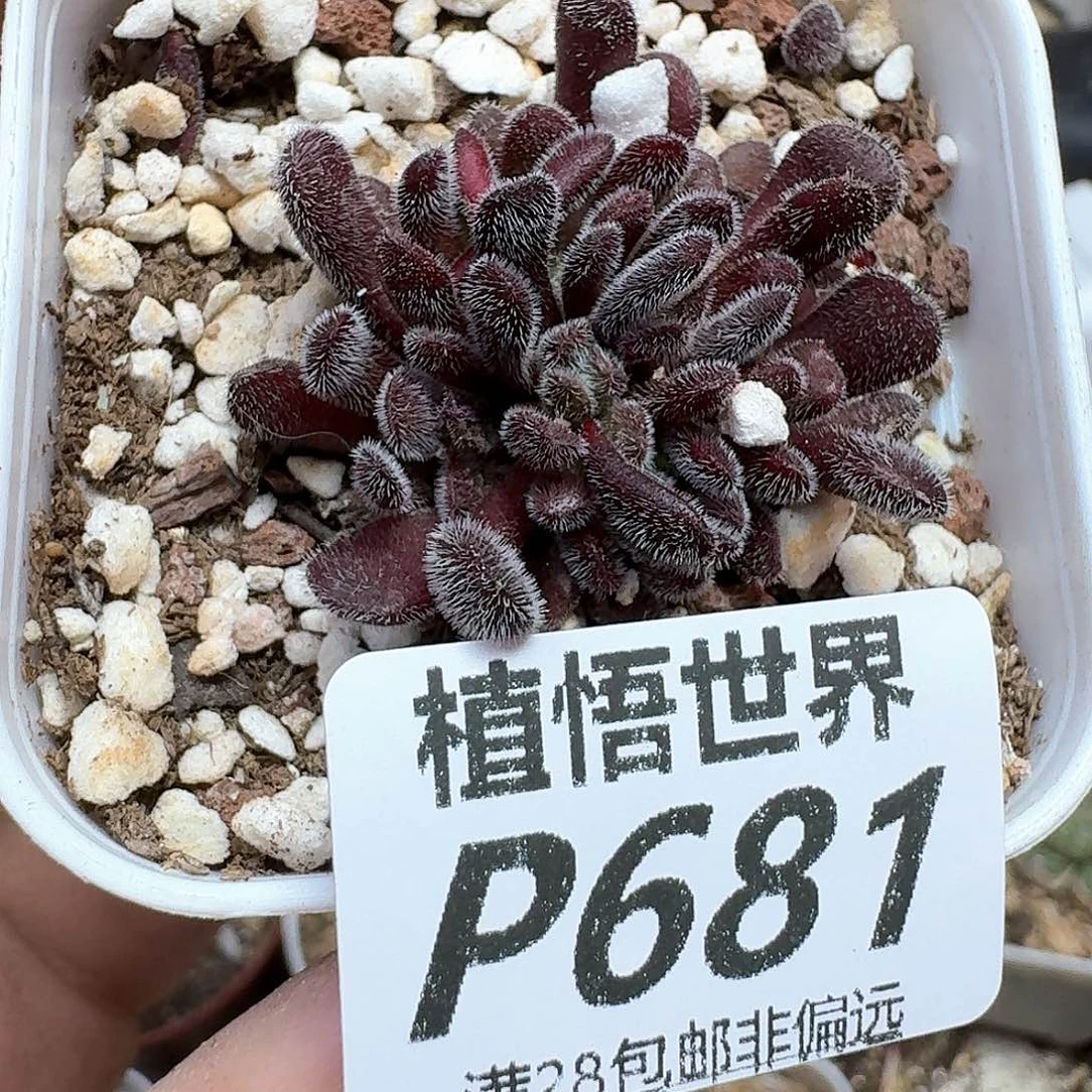 多肉植物的润泽发发