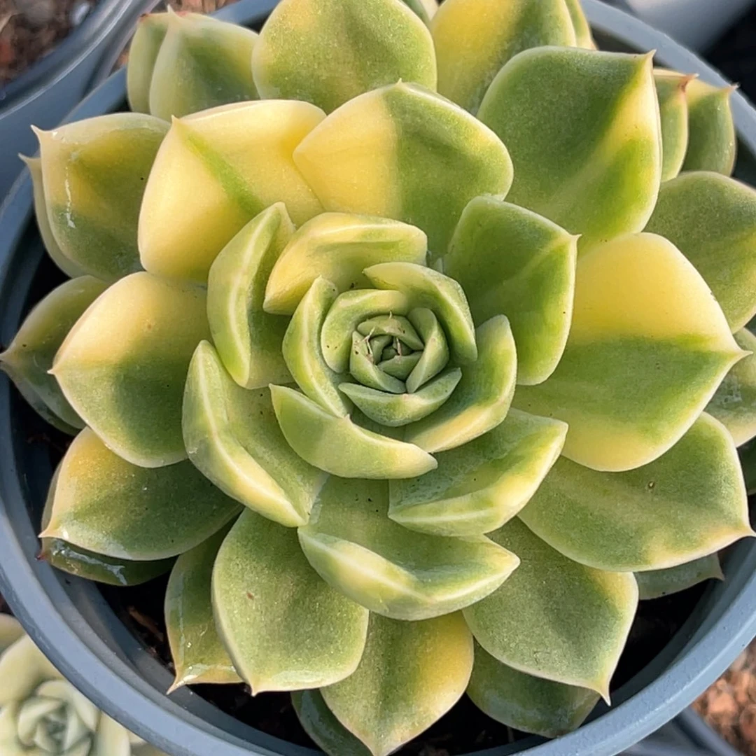 多肉特价抹茶菩提锦