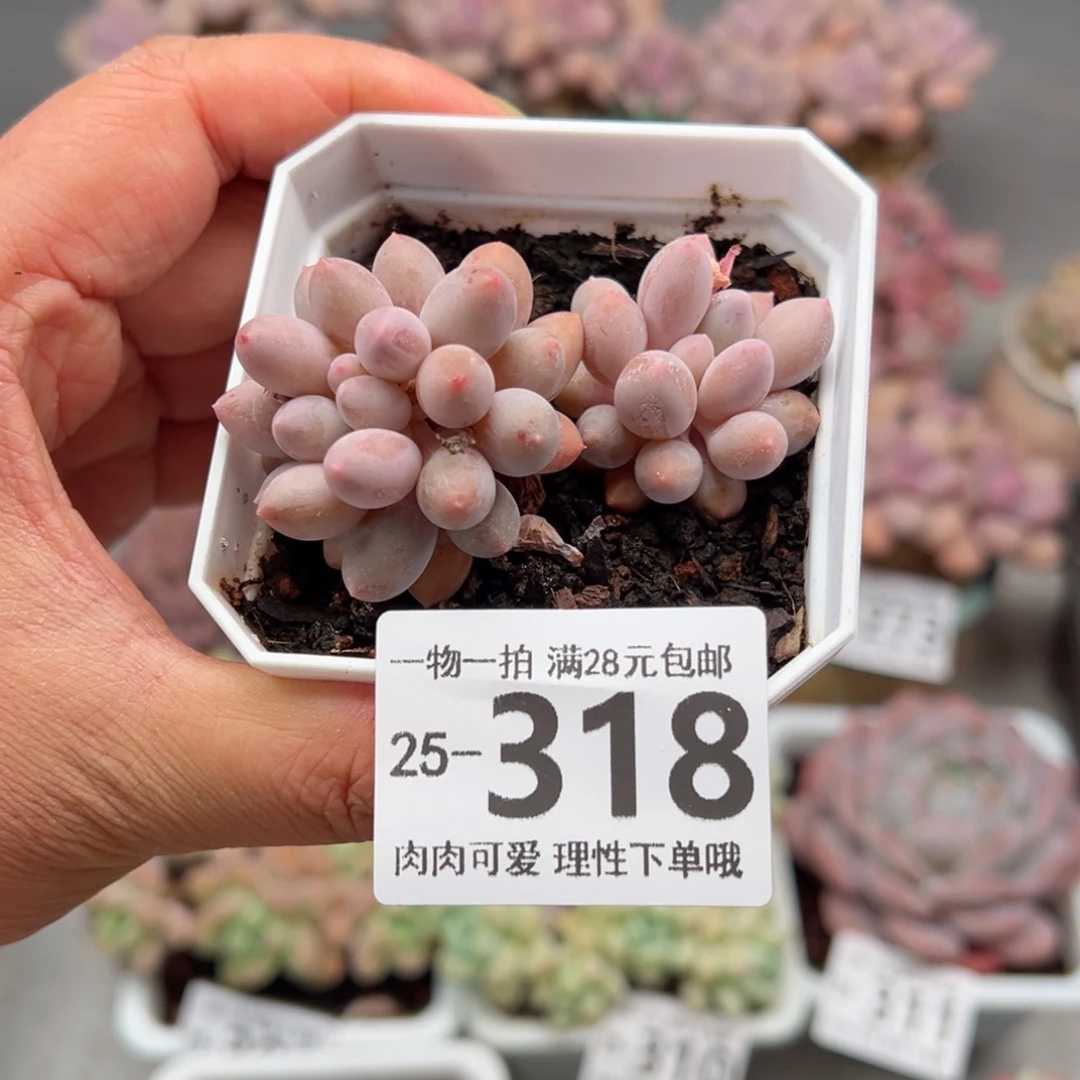 婴儿手指多肉多肉多肉多肉多肉
