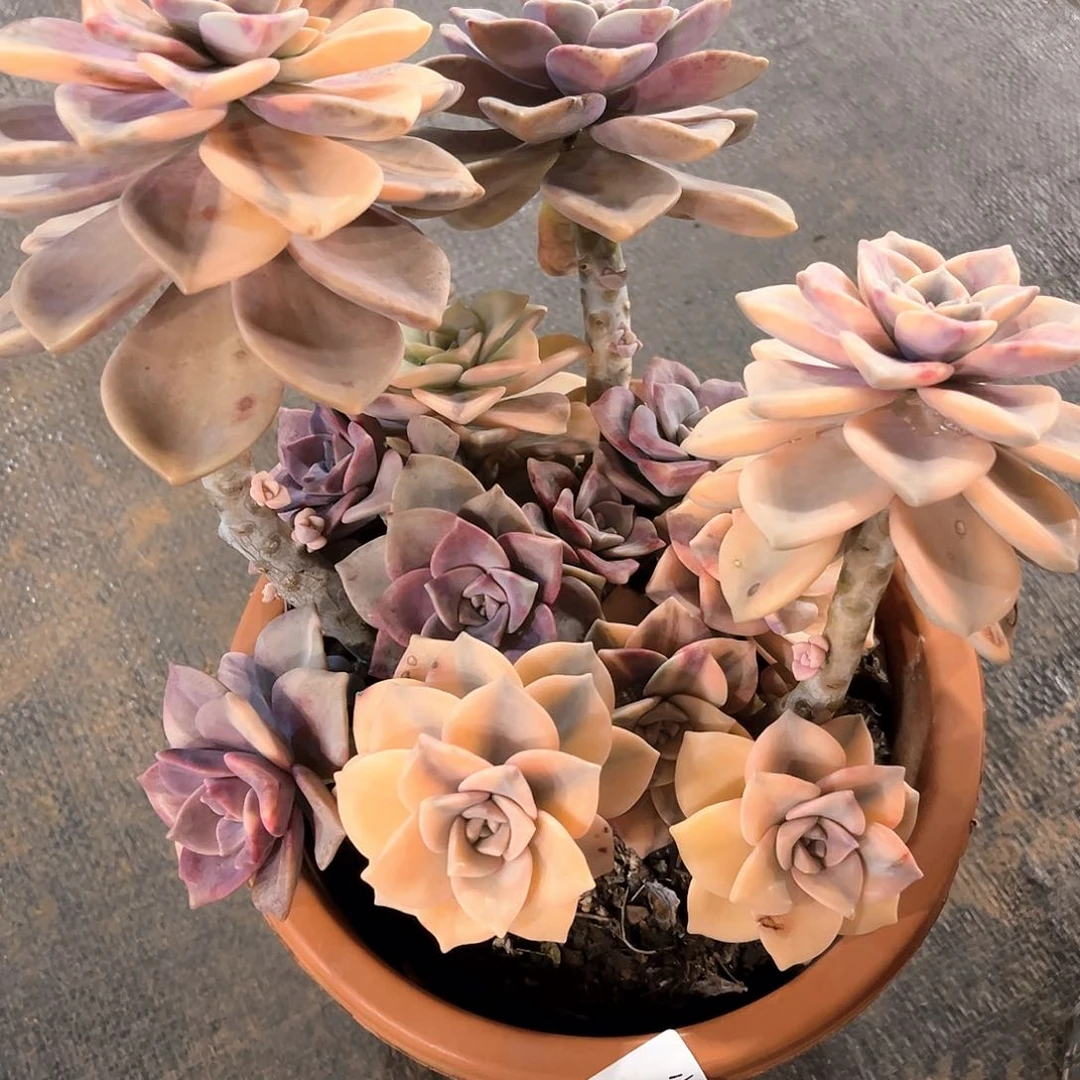 紫朱锦大群10001