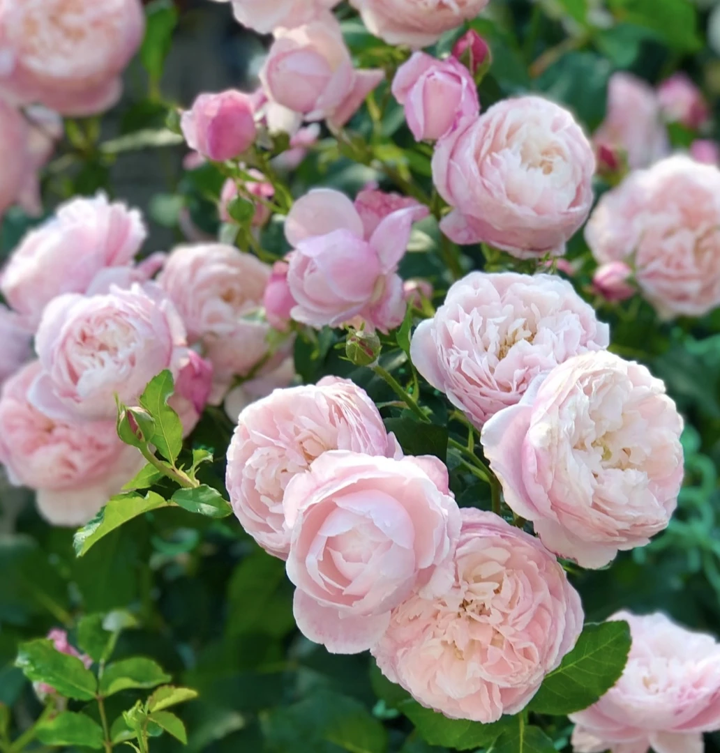 【羽毛】独颗浓香粉色月季