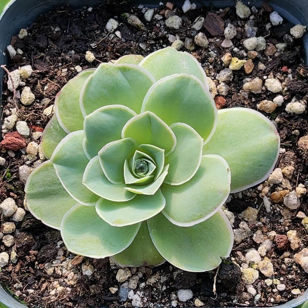 纳兰 非偏远包邮多肉