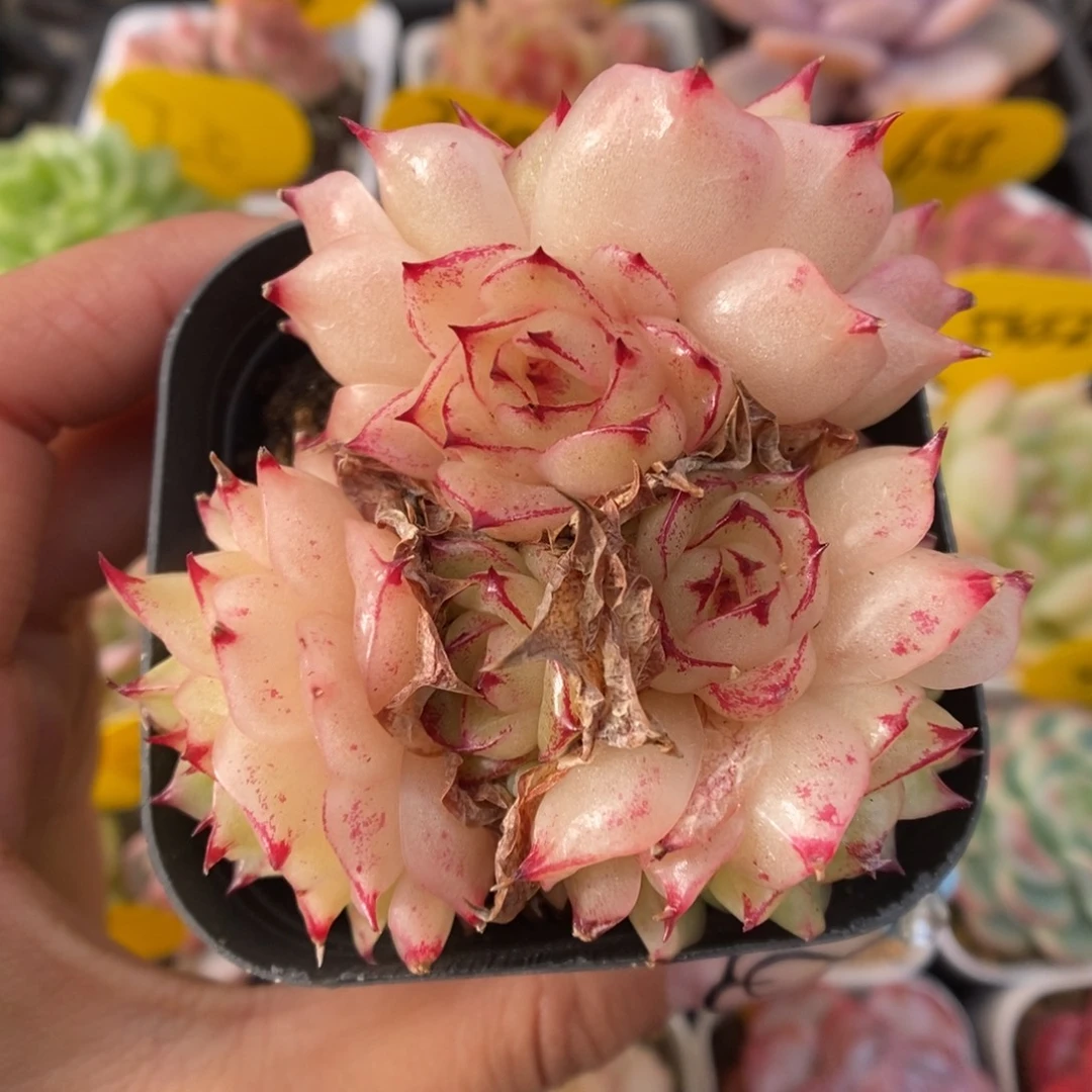 凤凰火麦秆群生213号。