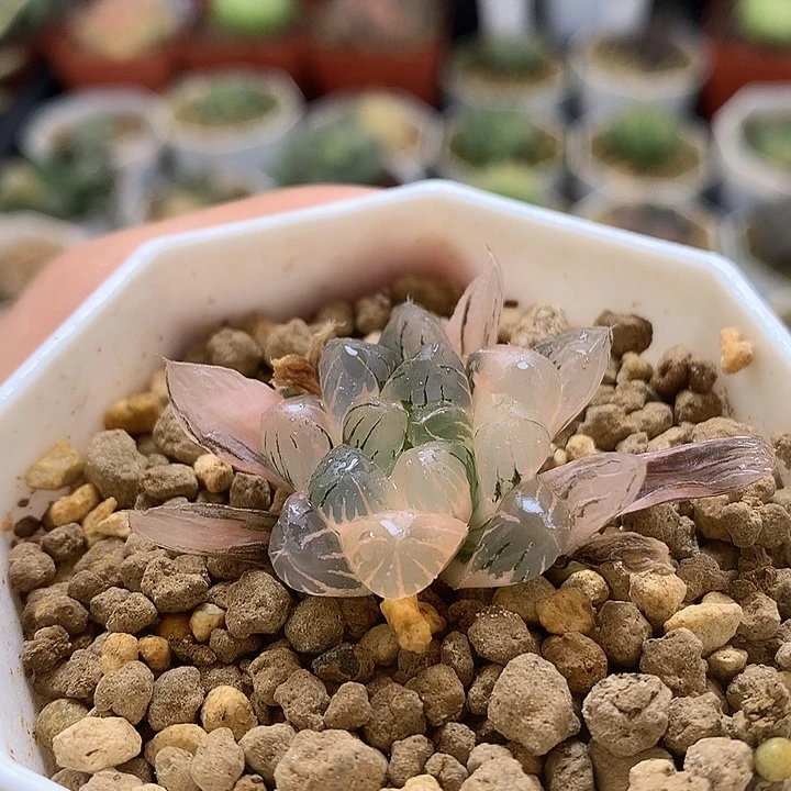 冰灯玉露锦带盆土发货