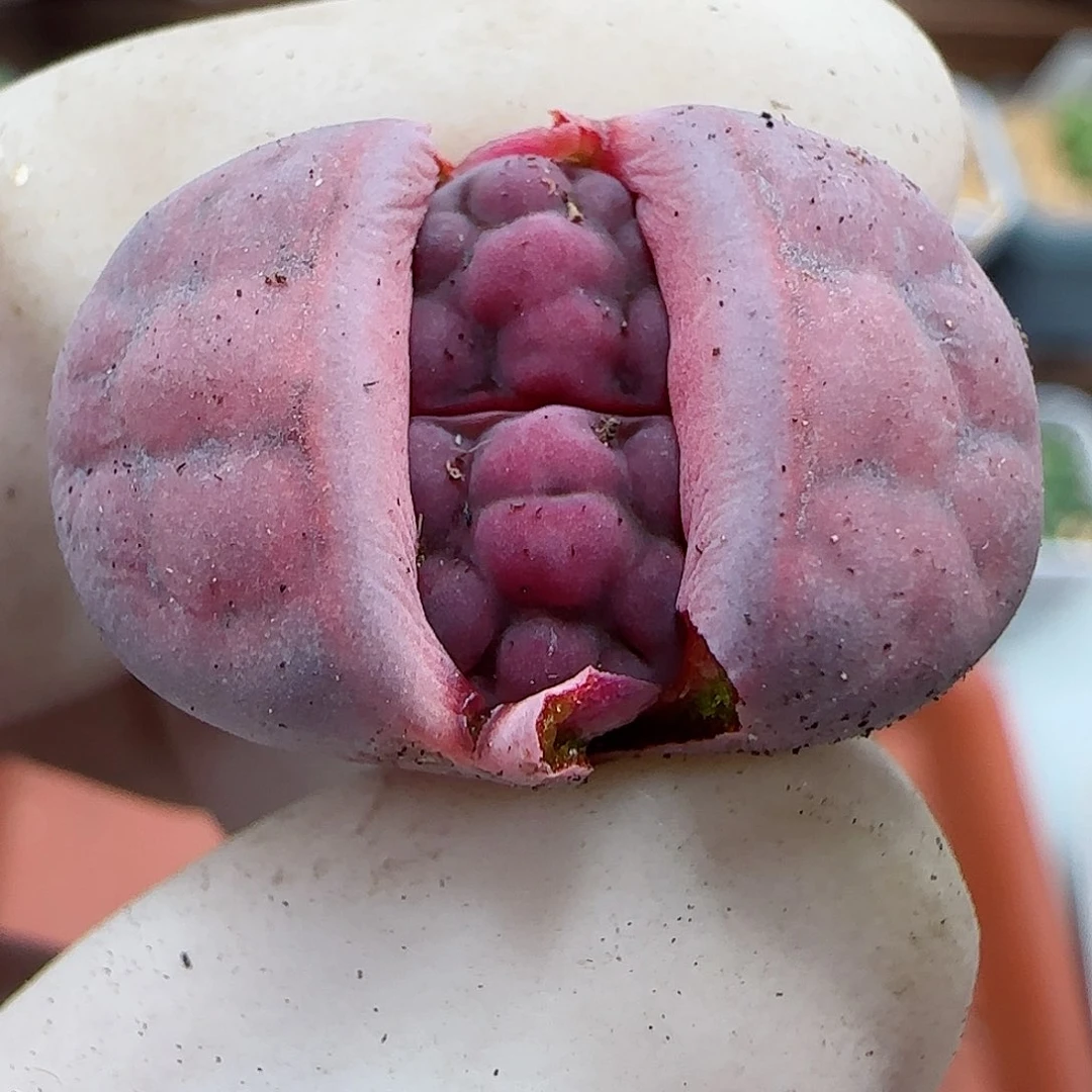 044阿克玫瑰福利