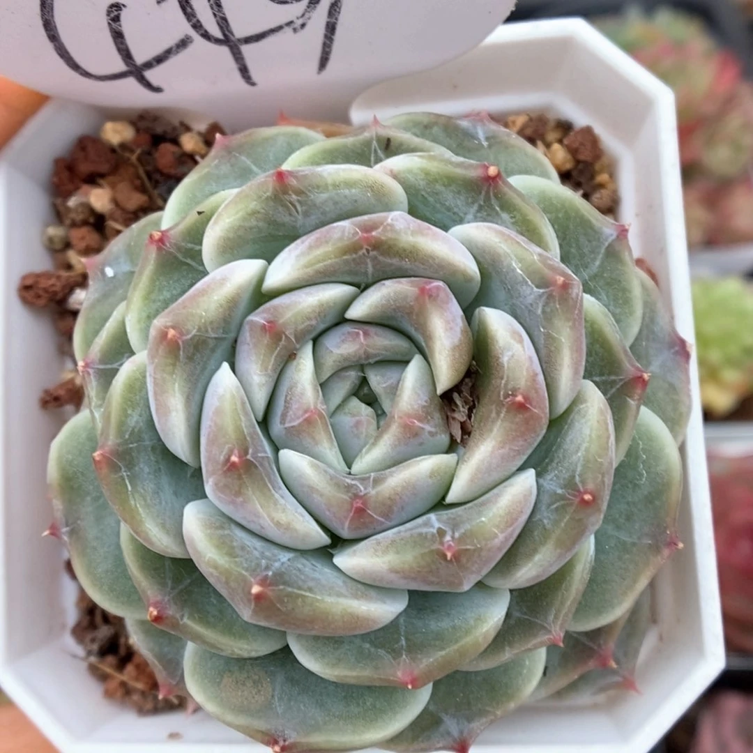 抹茶冰魄可拍449号。