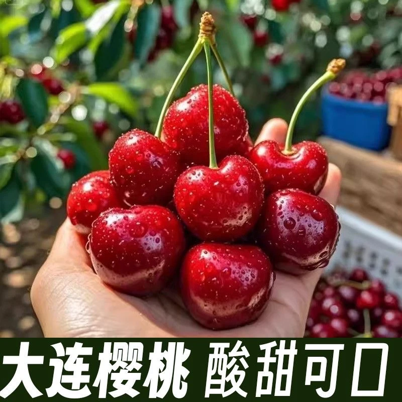 【三斤装特大果/果王大连露天陆地樱桃】y头茬大果红灯丰收100新鲜采摘现发J甜酸口感(顺丰次日达空运)红灯樱桃