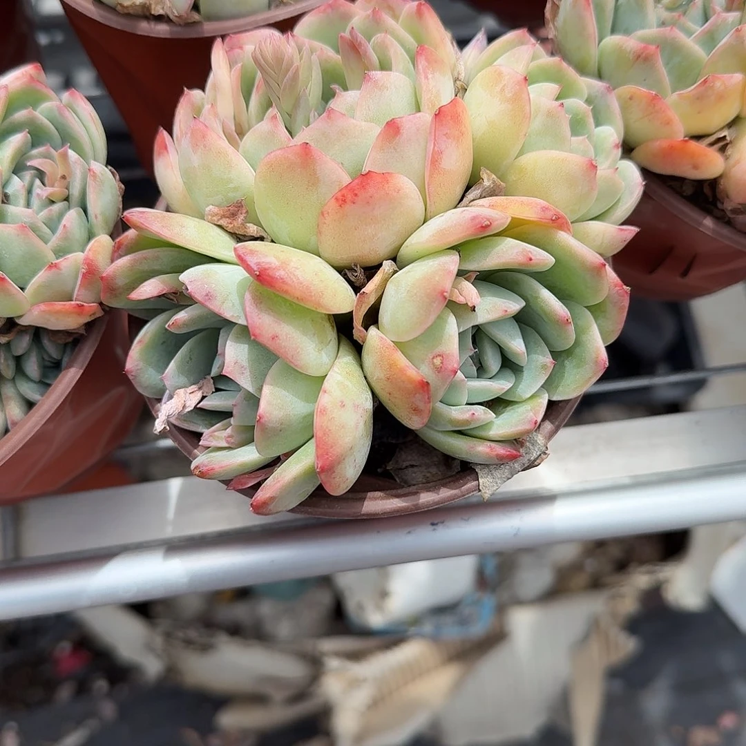 莎莎女王多肉植物精品